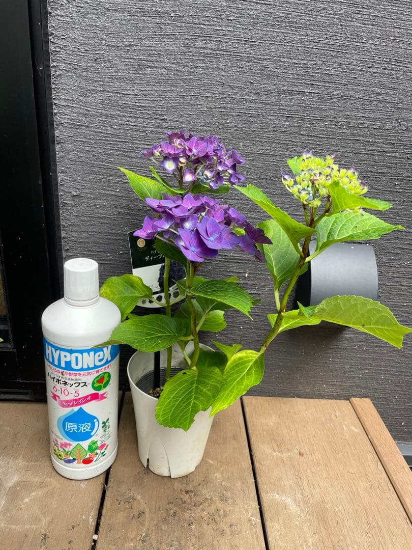 【花苗】ハイドランジア　ディープパープル　普通苗 タグ付き正規品　ポット毎発送