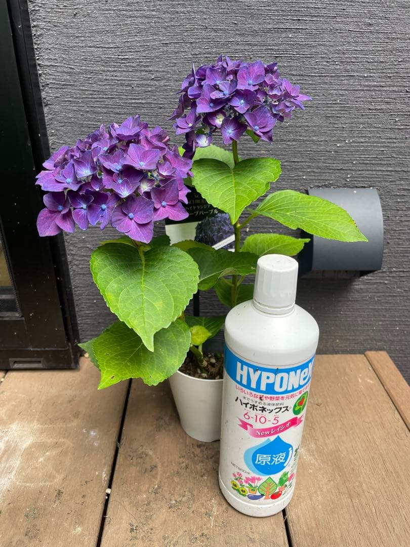 【花苗】ハイドランジア　ディープパープル　普通苗 タグ付き正規品　ポット毎発送