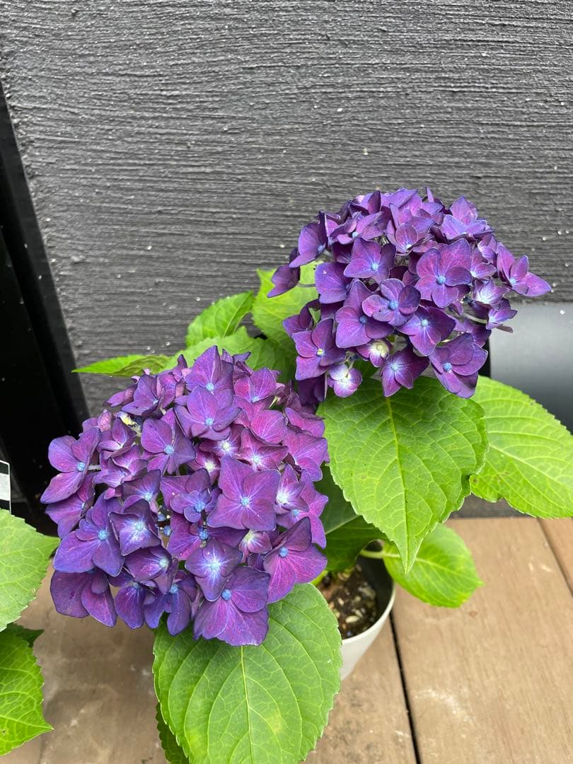 【花苗】ハイドランジア　ディープパープル　普通苗 タグ付き正規品　ポット毎発送