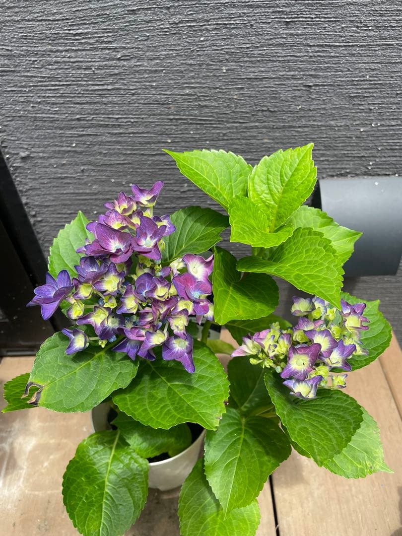 【花苗】ハイドランジア　ディープパープル　普通苗 タグ付き正規品　ポット毎発送