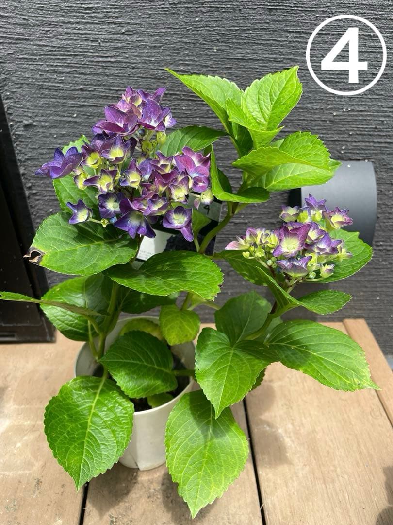 【花苗】ハイドランジア　ディープパープル　普通苗 タグ付き正規品　ポット毎発送