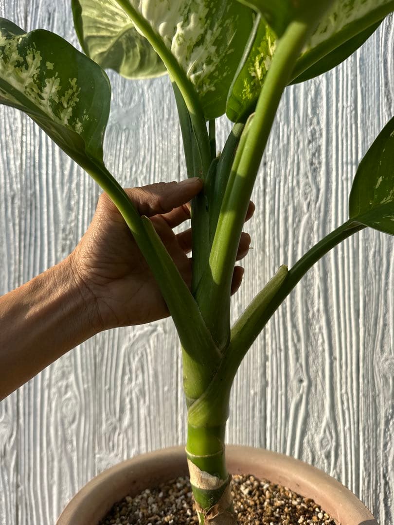 ディフェンバキア 大株 Dieffenbachiaseguine - メルカリ