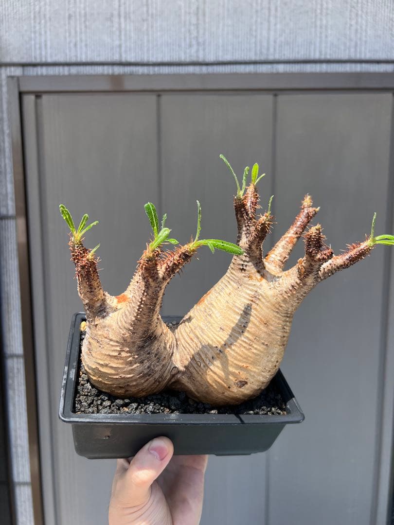 パキポディウム　グラキリス 多頭発根済み鉢植え（検 塊根植物　多肉植物　パキプス