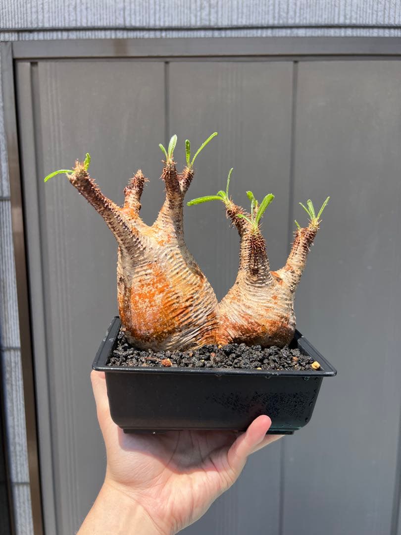 パキポディウム　グラキリス 多頭発根済み鉢植え（検 塊根植物　多肉植物　パキプス