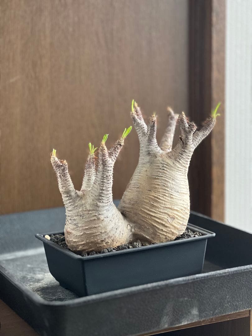 パキポディウム　グラキリス 多頭発根済み鉢植え（検 塊根植物　多肉植物　パキプス