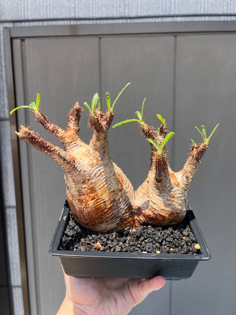 パキポディウム　グラキリス 多頭発根済み鉢植え（検 塊根植物　多肉植物　パキプス