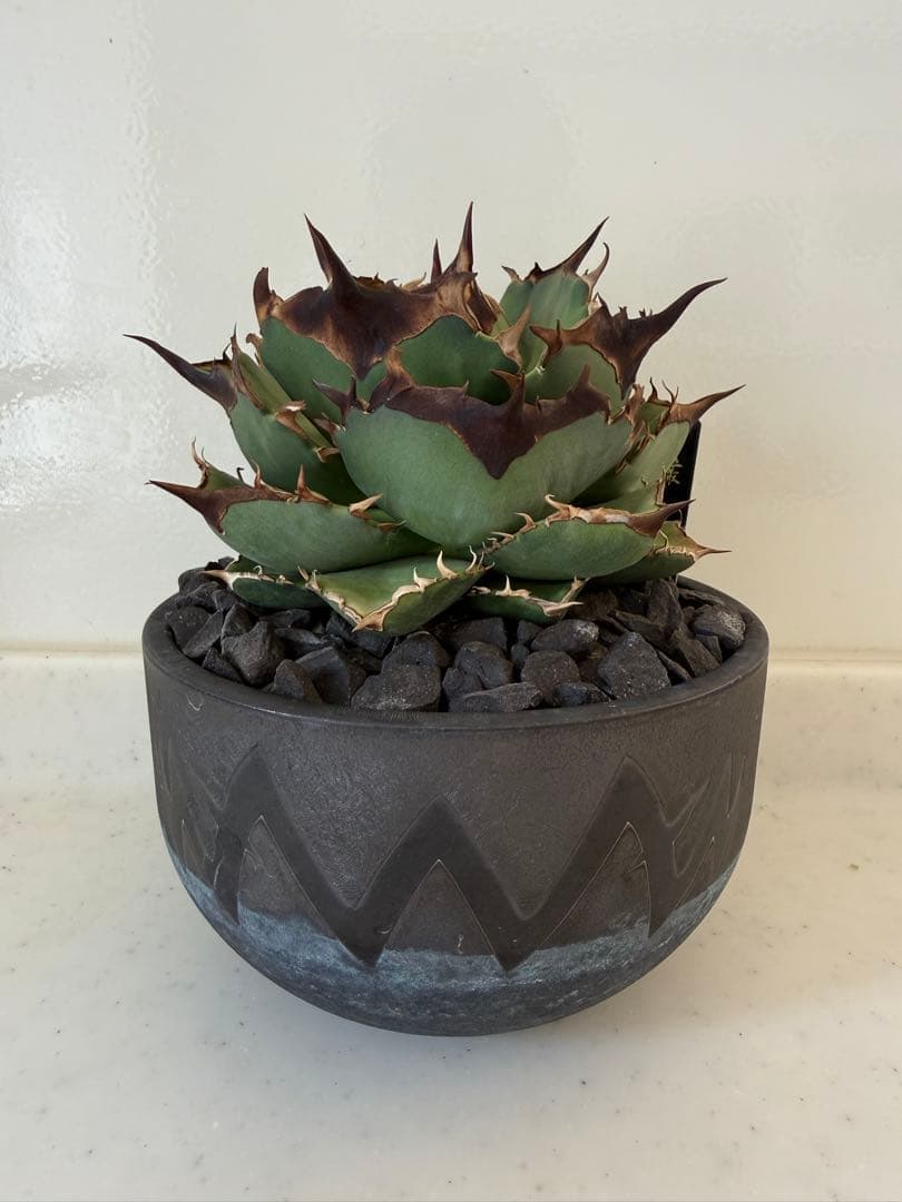 キングアーサー　親株（Mr叢産）オテロイ　アガベ