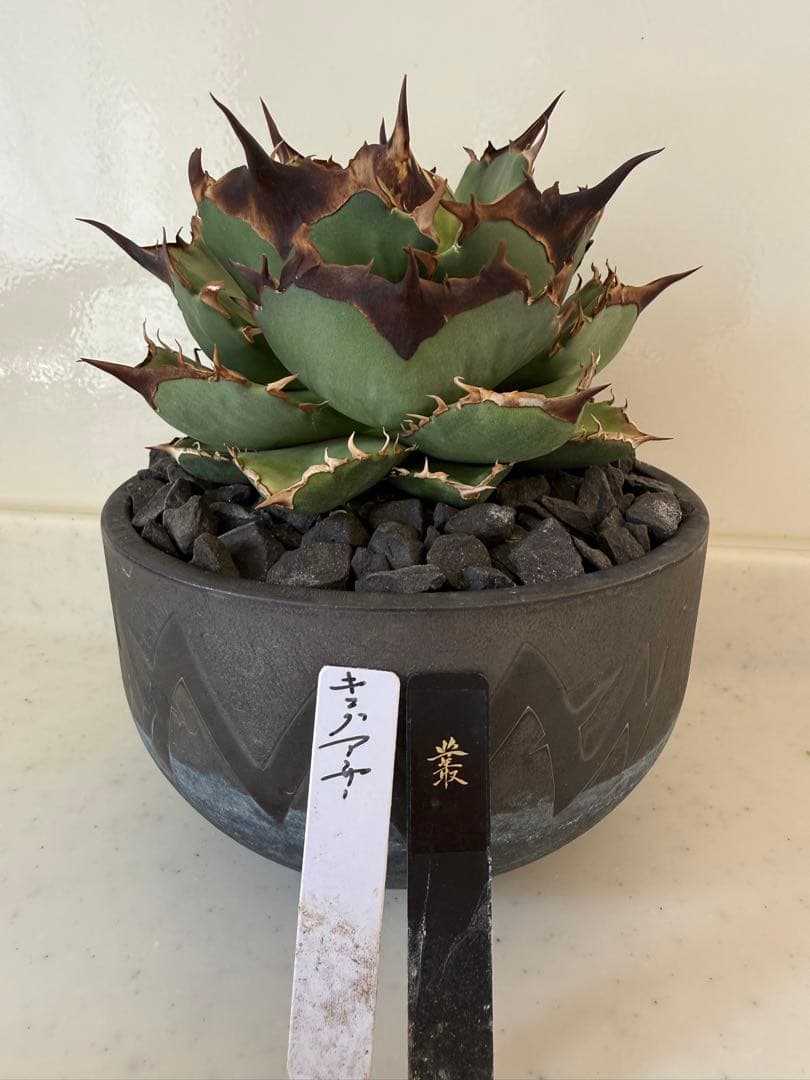 キングアーサー　親株（Mr叢産）オテロイ　アガベ