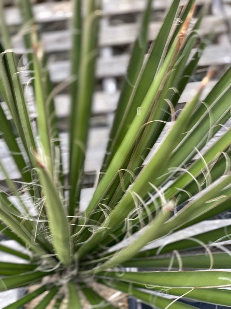 ユッカ　フィリフェラ