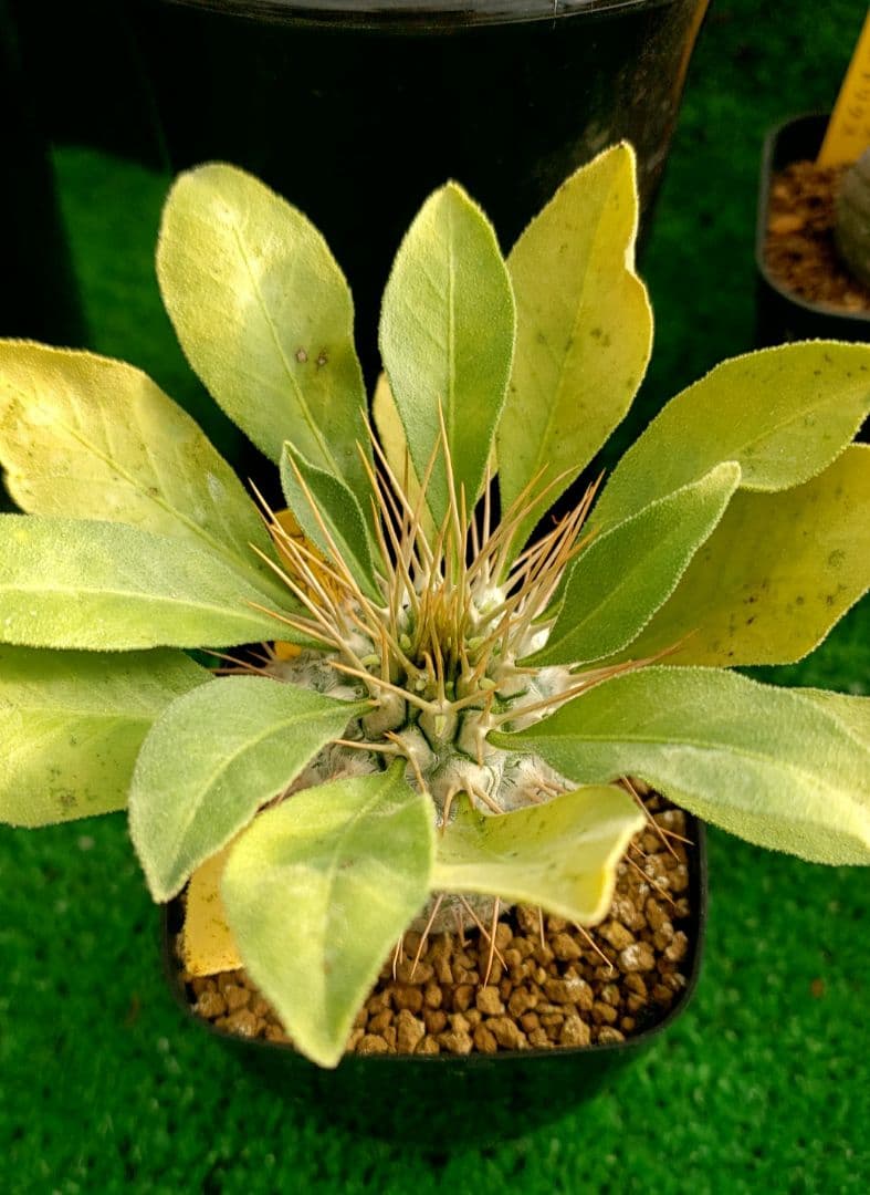 パキポディウム　ナマクアナム実生