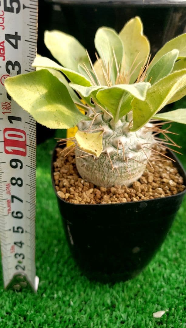 パキポディウム　ナマクアナム実生