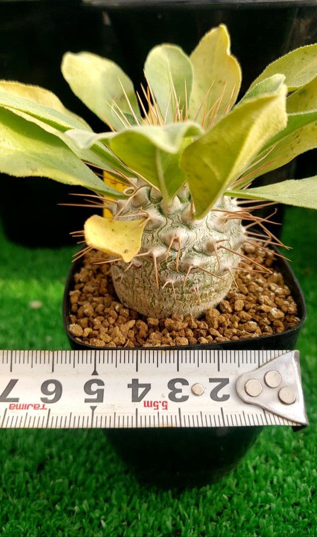 パキポディウム　ナマクアナム実生