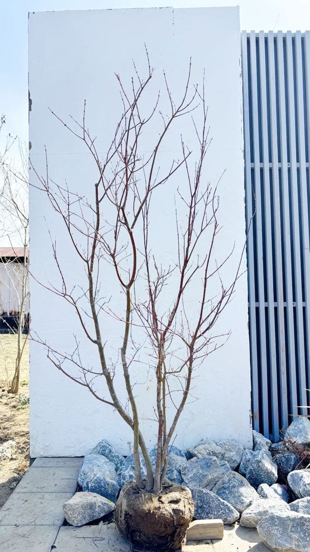 超逸品。イロハモミジ大株立ち1.8M(鉢底から)品番A - メルカリ