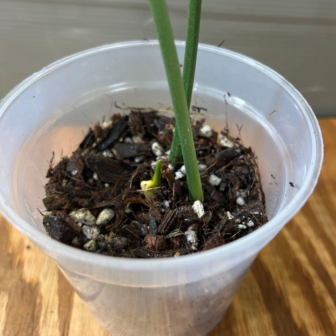 アンスリウム　デルタフォース　②