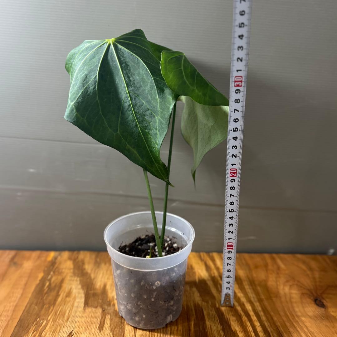 アンスリウム　デルタフォース　②