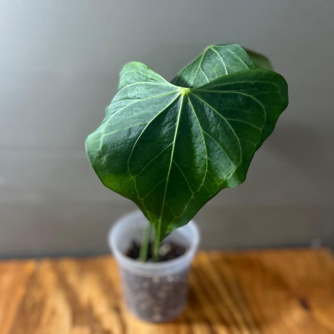 アンスリウム　デルタフォース　②