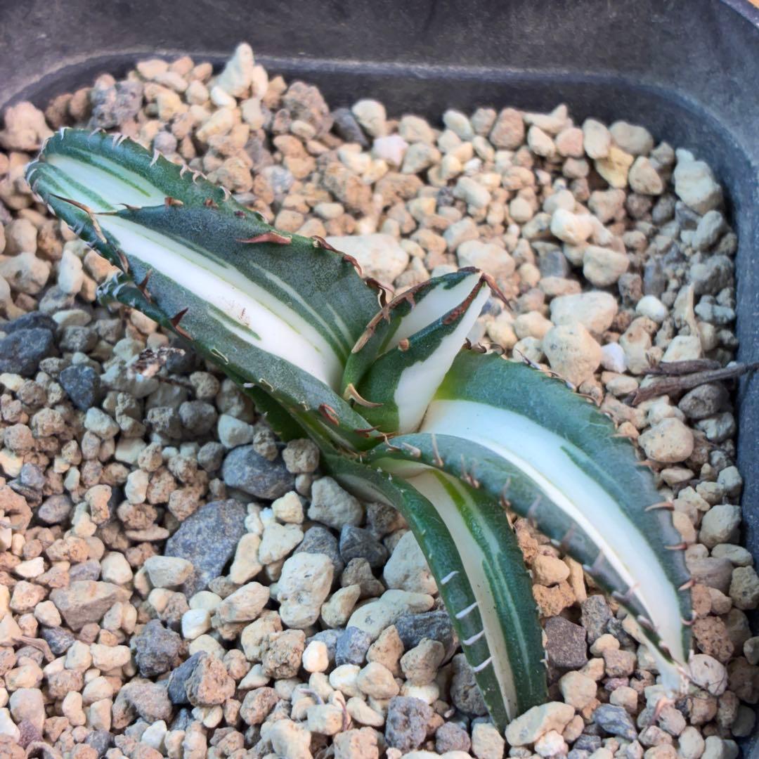 アガベ チタノタ 太陽神錦 白中斑 TC 極上美株 特選株 希少 - メルカリ