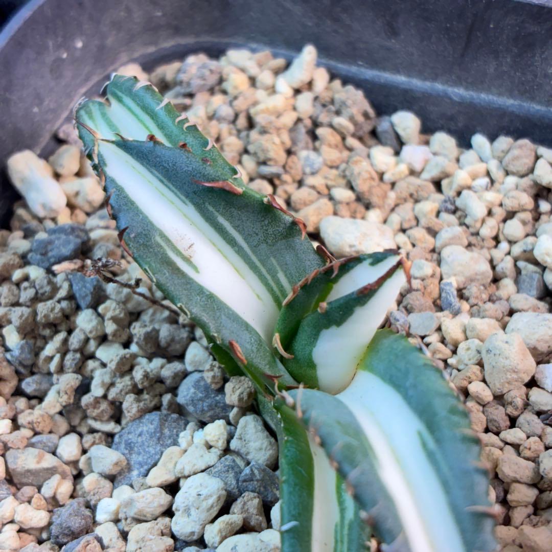 アガベ チタノタ 太陽神錦 白中斑 TC 極上美株 特選株 希少 - メルカリ