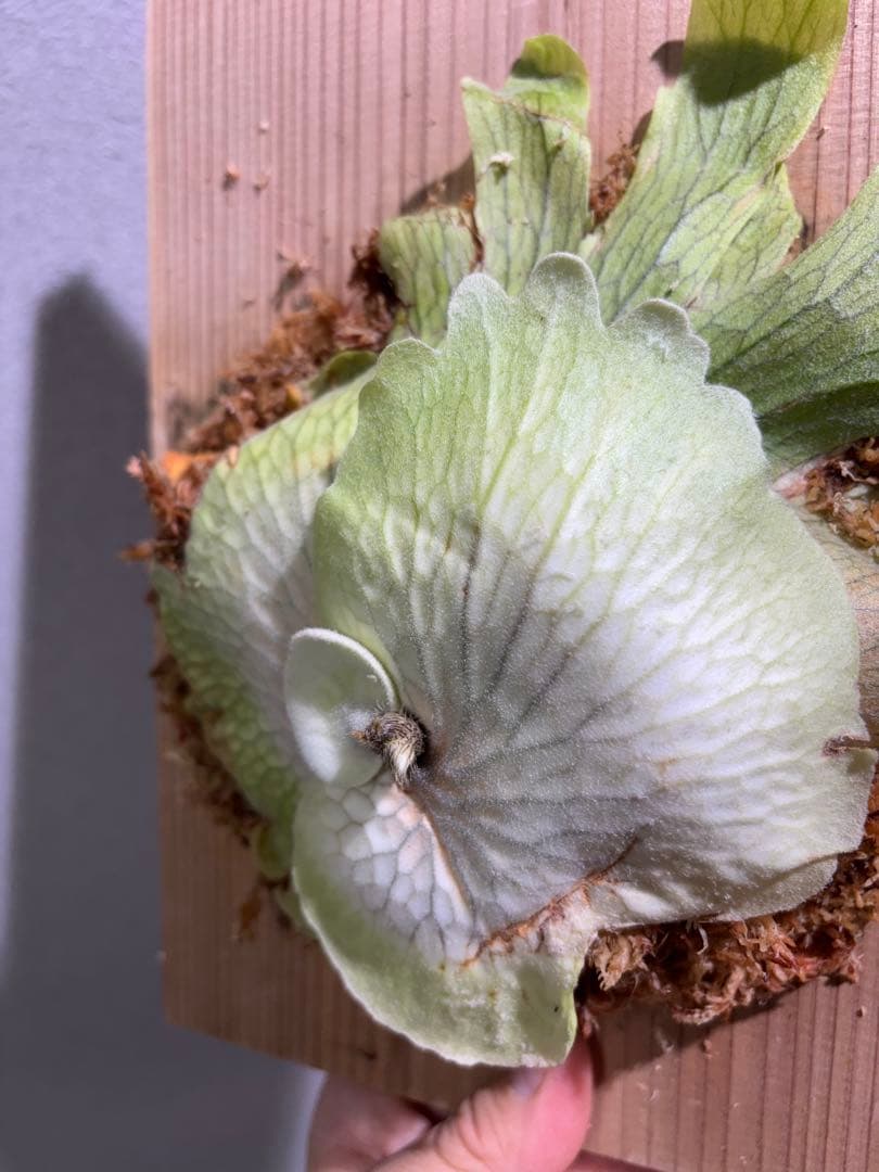 ビカクシダ willinckii 