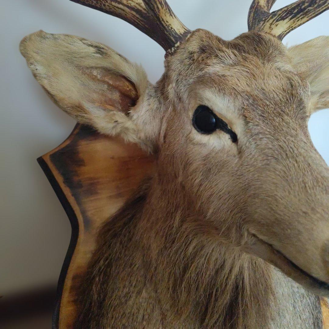 ハンティングトロフィー エゾシカ 蝦夷鹿 剥製 - メルカリ