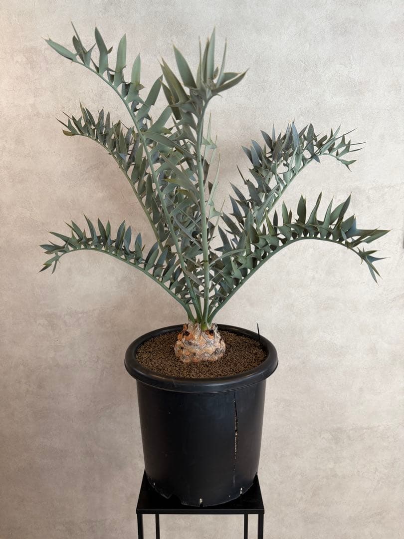 エンセファラルトス ホリダス オニソテツ 引取り希望