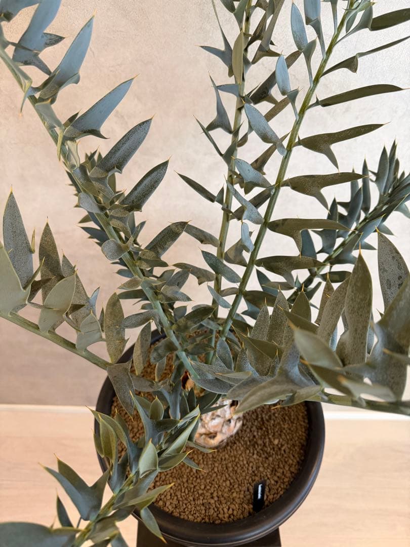 エンセファラルトス ホリダス オニソテツ 引取り希望