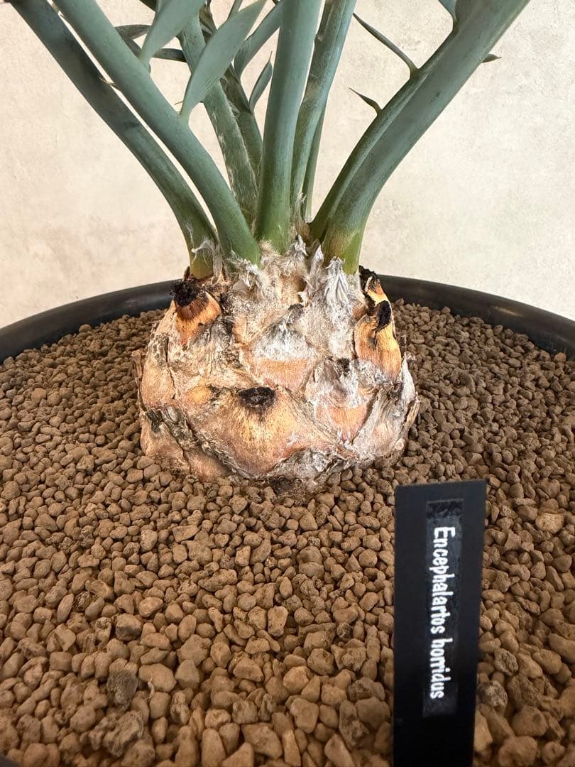 エンセファラルトス ホリダス オニソテツ 引取り希望