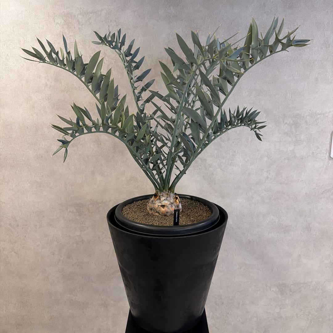 エンセファラルトス ホリダス オニソテツ 引取り希望