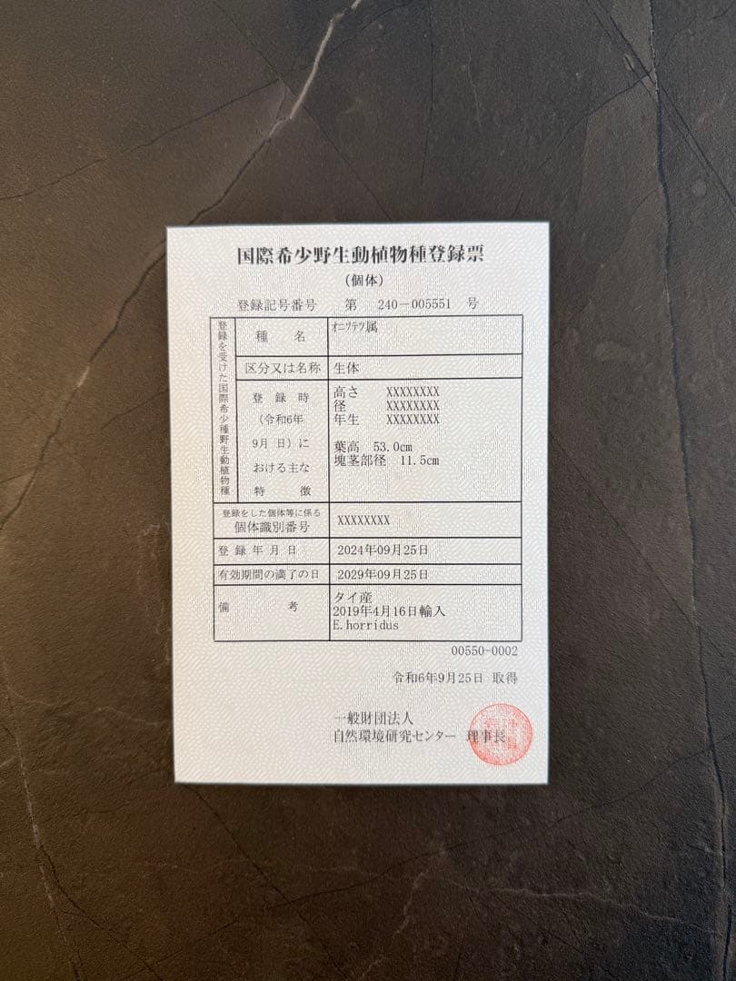 エンセファラルトス ホリダス オニソテツ 引取り希望