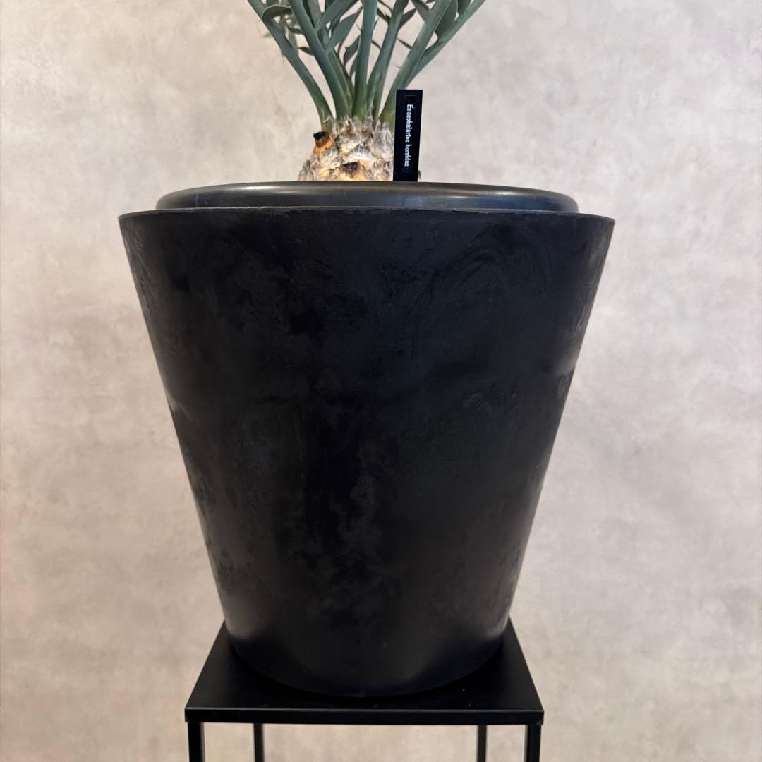 エンセファラルトス ホリダス オニソテツ 引取り希望