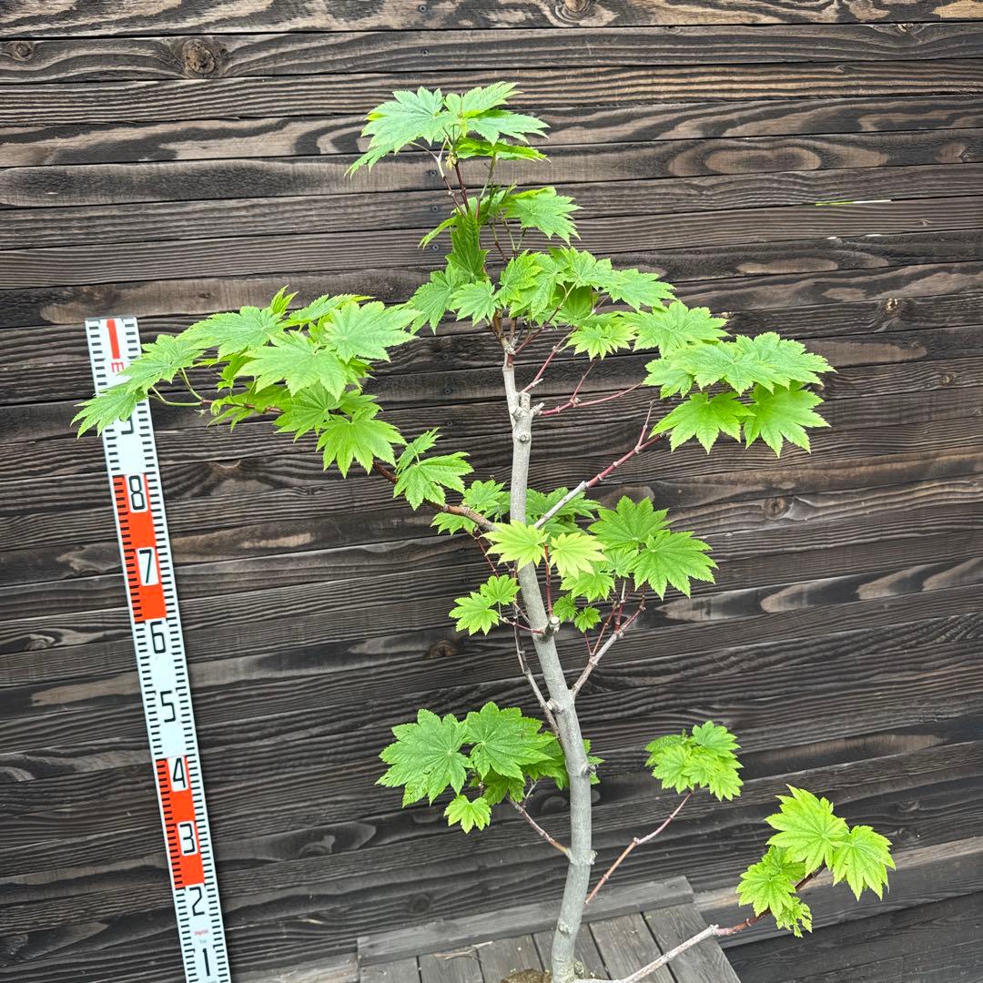 オオイタヤメイゲツ《大板屋名月》イタヤカエデ【現品】管理70443