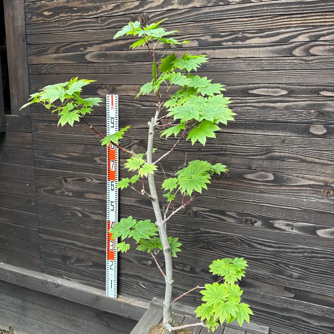 オオイタヤメイゲツ《大板屋名月》イタヤカエデ【現品】管理70443