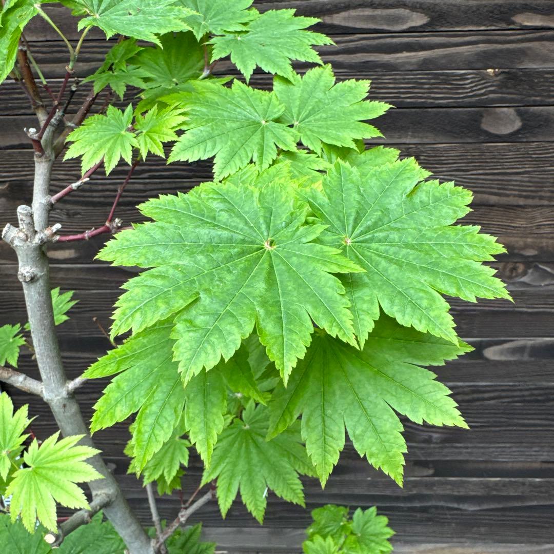 オオイタヤメイゲツ《大板屋名月》イタヤカエデ【現品】管理70443