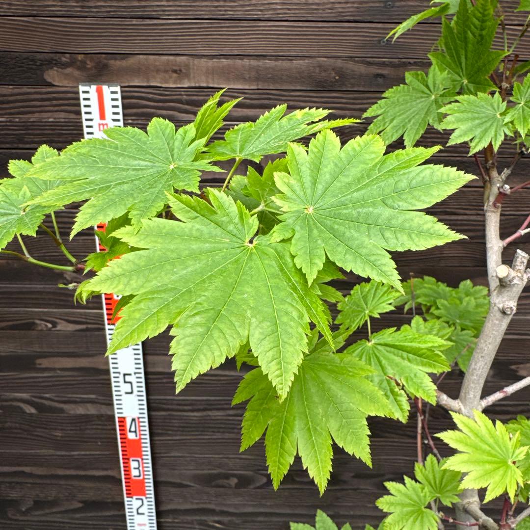 オオイタヤメイゲツ《大板屋名月》イタヤカエデ【現品】管理70443