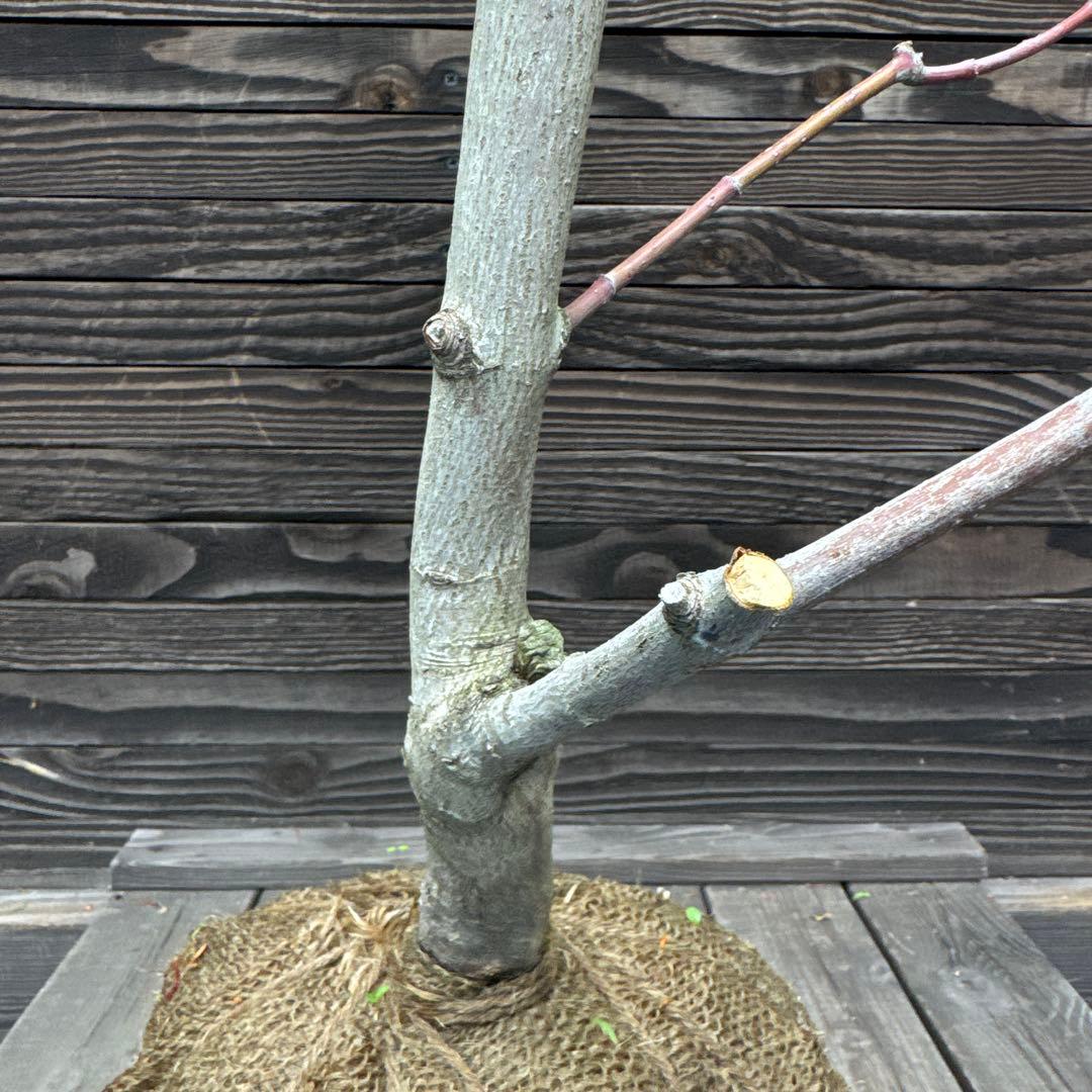 オオイタヤメイゲツ《大板屋名月》イタヤカエデ【現品】管理70443