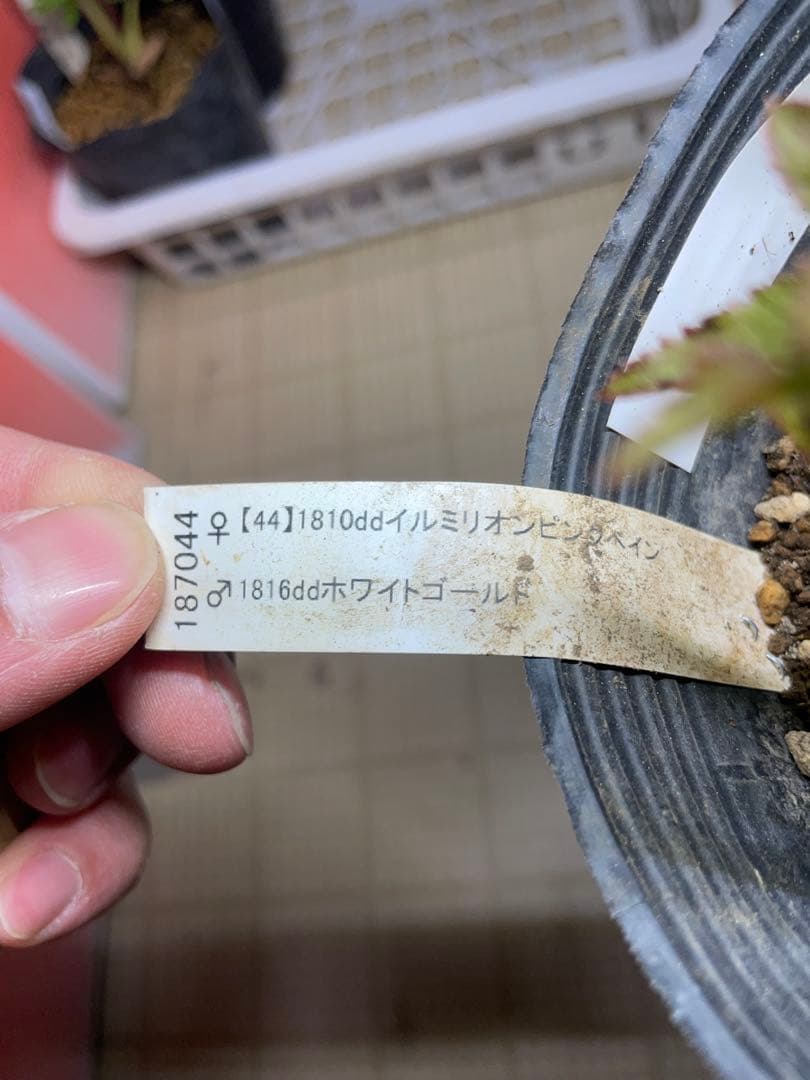 加藤農園 プリマベーラゴールド クリスマスローズ