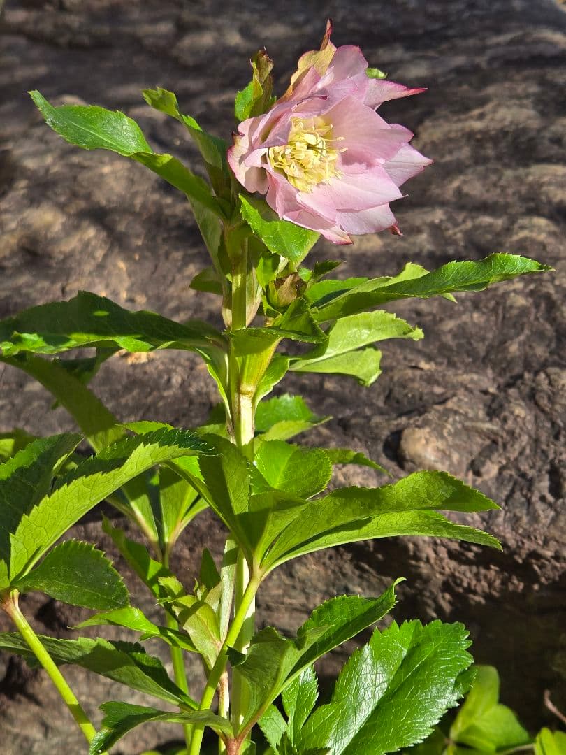 クリスマスローズ シャルウィダンス 若泉ファーム ヒデコート - メルカリ