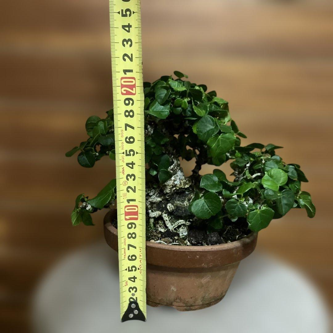 オオハマボウ　琉球盆栽　塊根