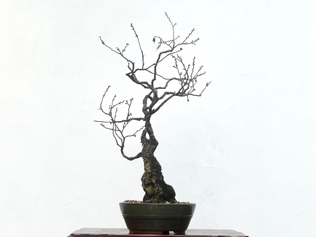 三河盆栽　野梅　盆栽