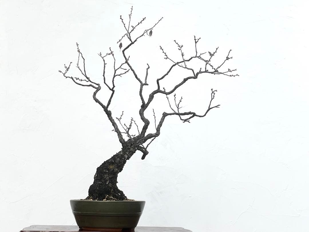 三河盆栽　野梅　盆栽