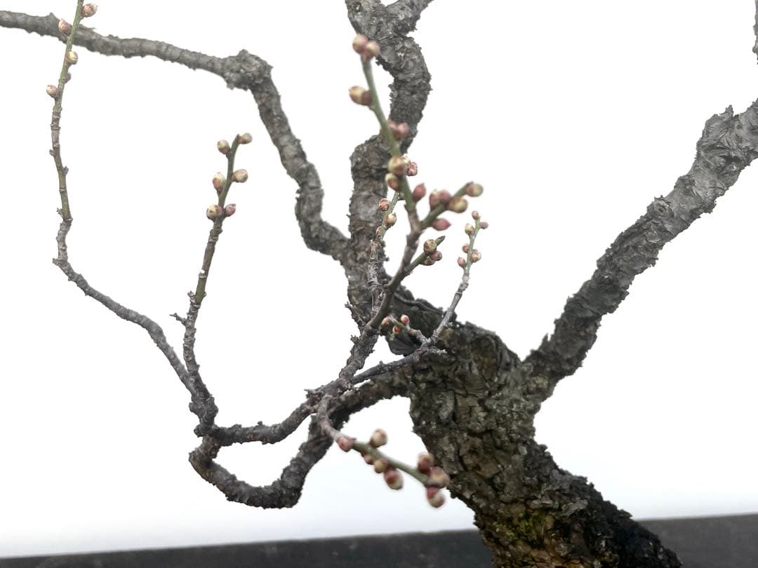 三河盆栽　野梅　盆栽