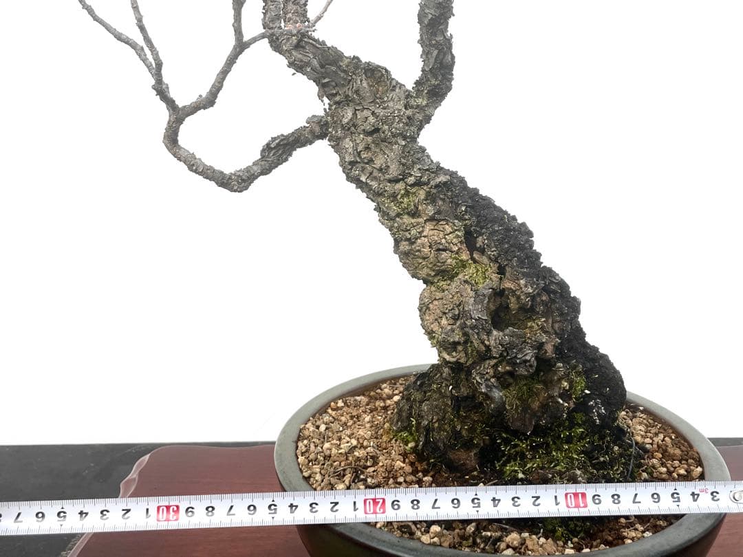 三河盆栽　野梅　盆栽