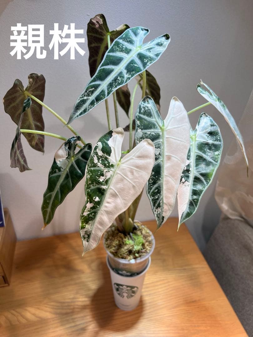 アロカシア バンビーノ 斑入り 種芋1個 - メルカリ