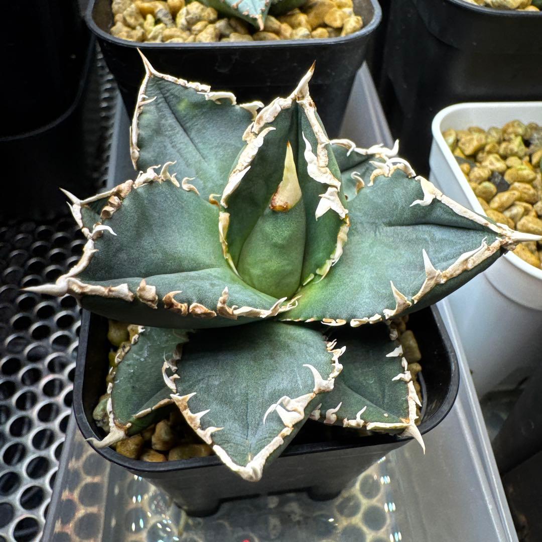 アガベ チタノタ 狼人 子株 OC株 白鯨 レッドキャット FO076 - メルカリ