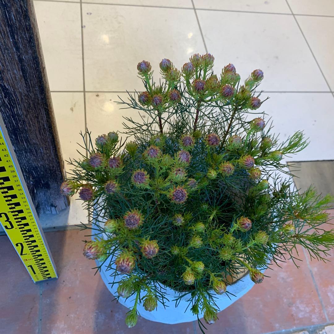 セルリア ラズベリーバースト ファイバー鉢