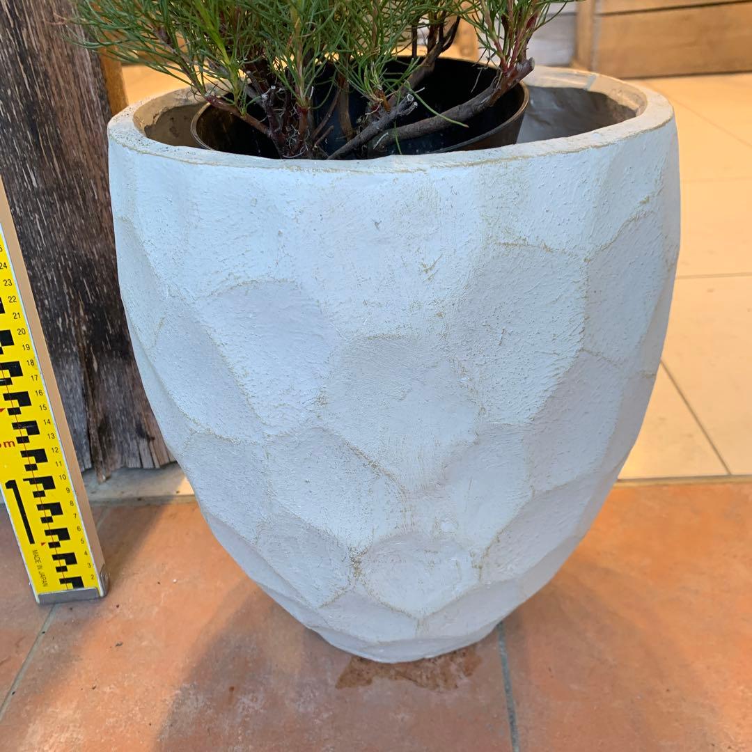 セルリア ラズベリーバースト ファイバー鉢