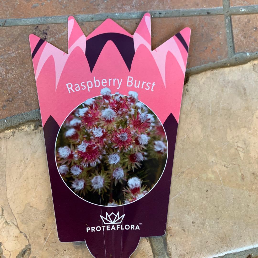 セルリア ラズベリーバースト ファイバー鉢