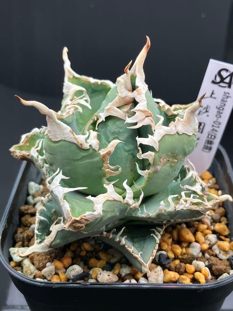 アガべチタノタ 白幽霊【上澳園芸】親株タグ付き　【美品】