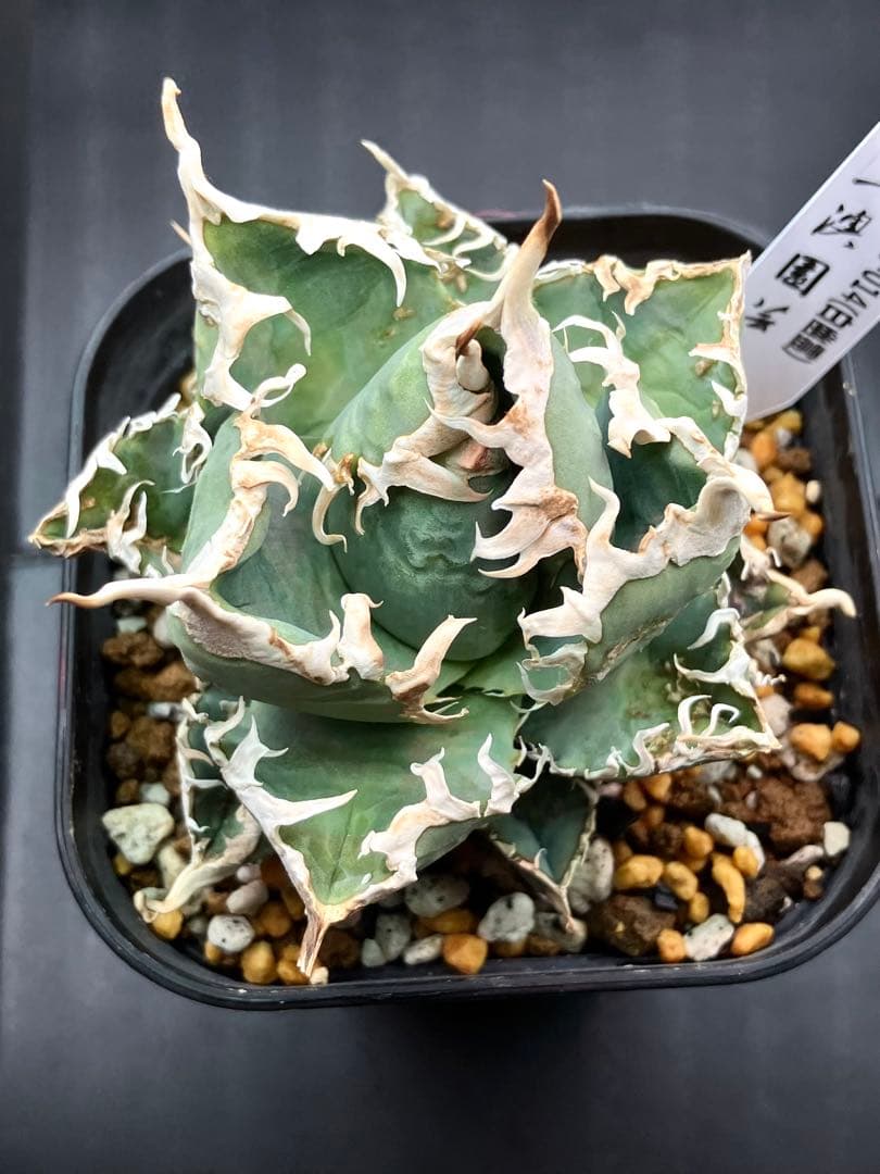 アガべチタノタ 白幽霊【上澳園芸】親株タグ付き　【美品】