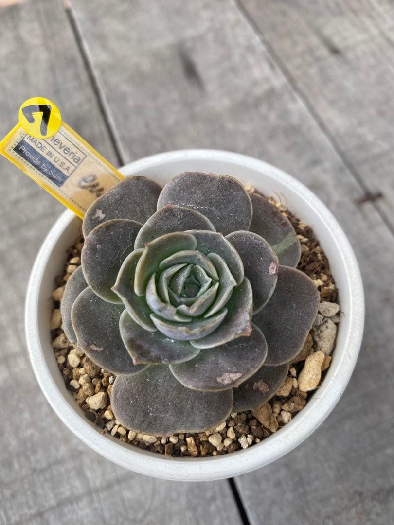 ラスト⑦ 希少丸葉タイプ　エリキュラミス